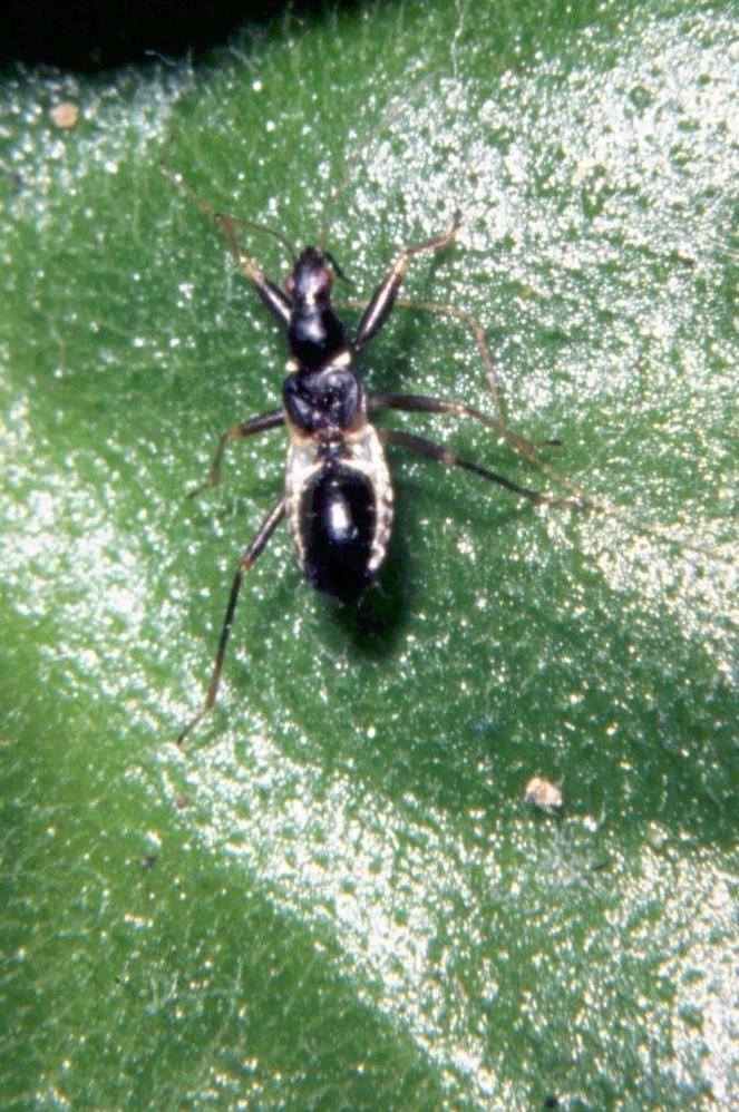 Himacerus mirmicoides